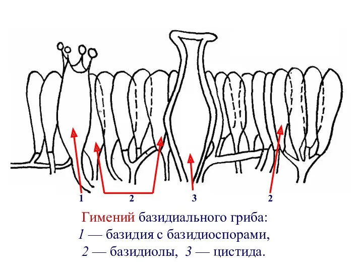Гимений базидиального гриба: 1 — базидия с базидиоспорами, 2 —
