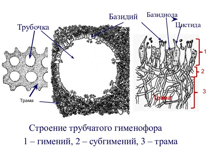 Строение трубчатого гименофора 1 – гимений, 2 – субгимений, 3 – трама