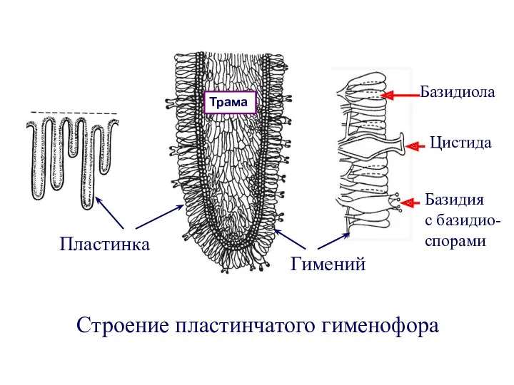 Строение пластинчатого гименофора