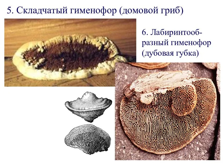 5. Складчатый гименофор (домовой гриб) 6. Лабиринтооб-разный гименофор (дубовая губка)