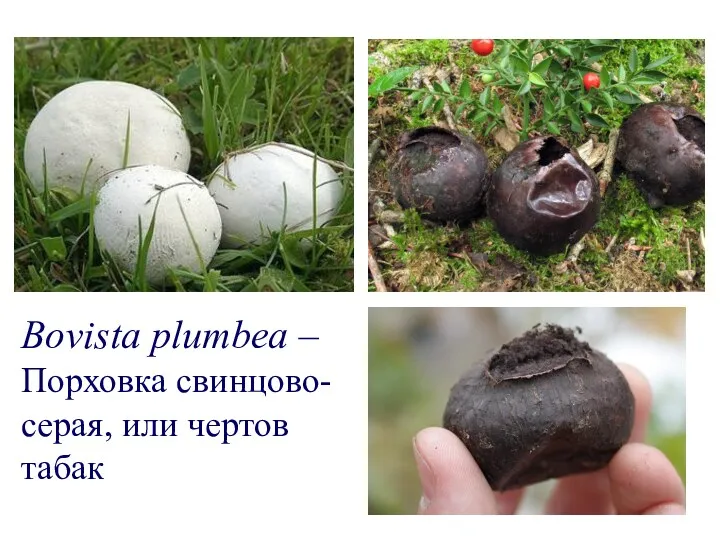Bovista plumbea – Порховка свинцово-серая, или чертов табак