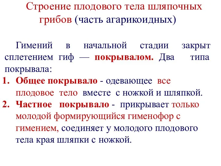 Строение плодового тела шляпочных грибов (часть агарикоидных) Гимений в начальной