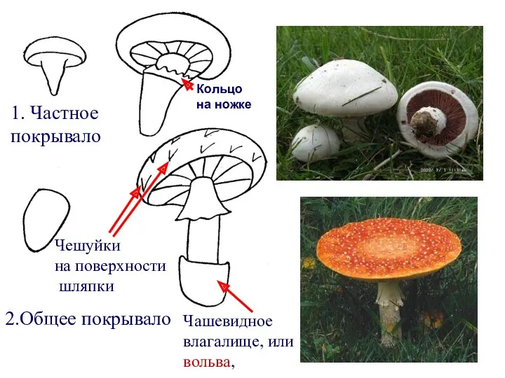 2.Общее покрывало 1. Частное покрывало Чашевидное влагалище, или вольва, Чешуйки на поверхности шляпки Кольцо на ножке