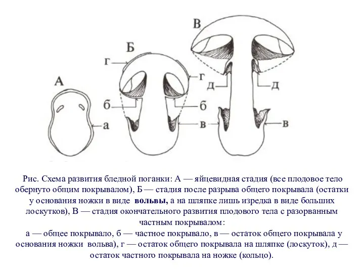 Рис. Схема развития бледной поганки: А — яйцевидная стадия (все