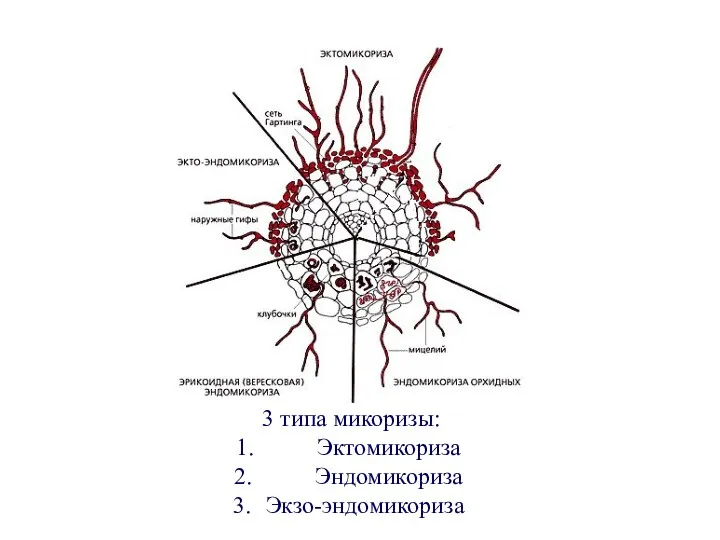 3 типа микоризы: Эктомикориза Эндомикориза Экзо-эндомикориза
