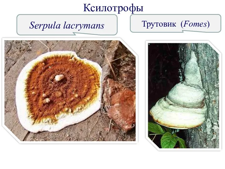 Serpula lacrymans Трутовик (Fomes) Ксилотрофы