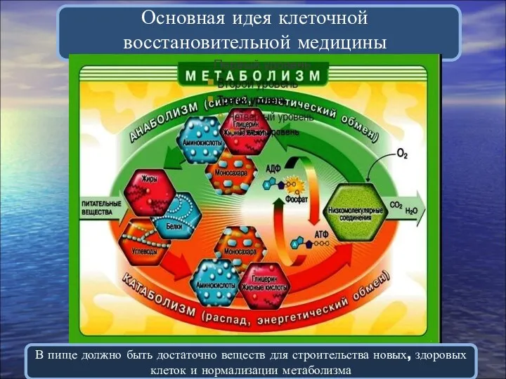 Основная идея клеточной восстановительной медицины В пище должно быть достаточно