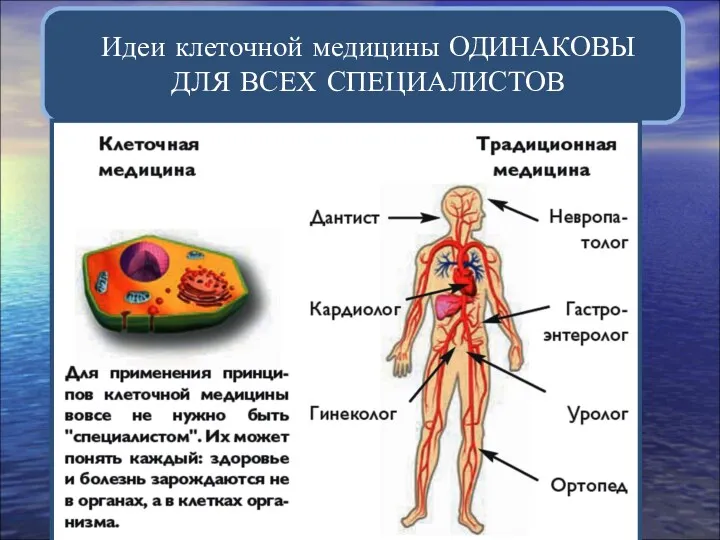 Идеи клеточной медицины ОДИНАКОВЫ ДЛЯ ВСЕХ СПЕЦИАЛИСТОВ