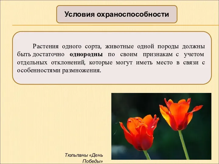 Условия охраноспособности Растения одного сорта, животные одной породы должны быть