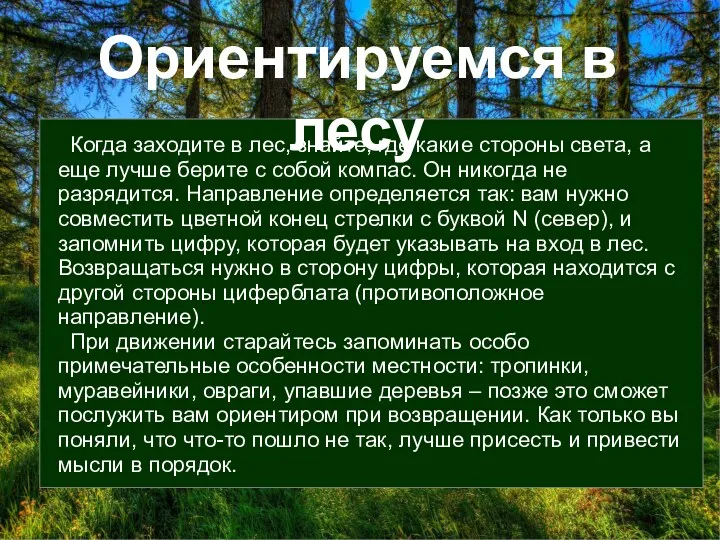 Ориентируемся в лесу Когда заходите в лес, знайте, где какие