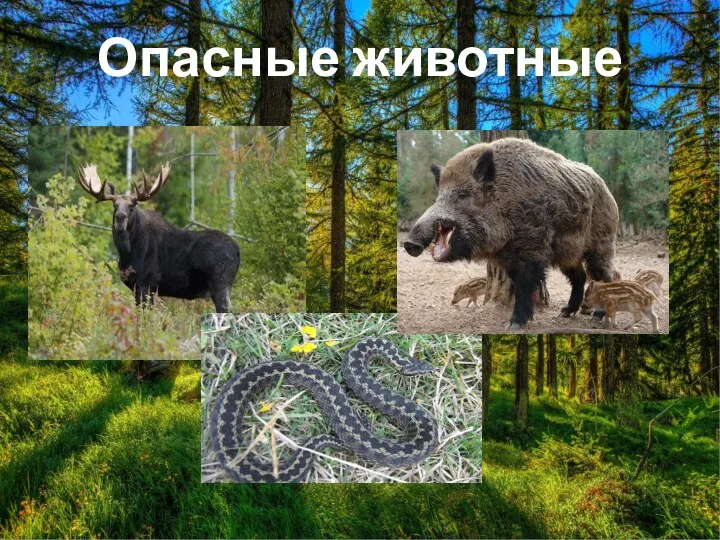 Опасные животные