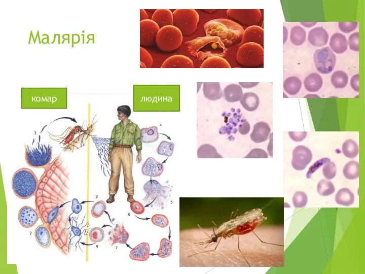 Малярія людина комар