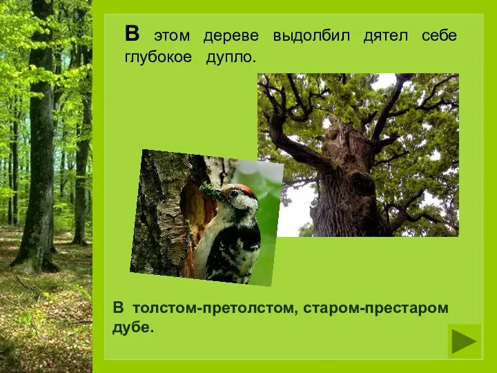 В этом дереве выдолбил дятел себе глубокое дупло. В толстом-претолстом, старом-престаром дубе.