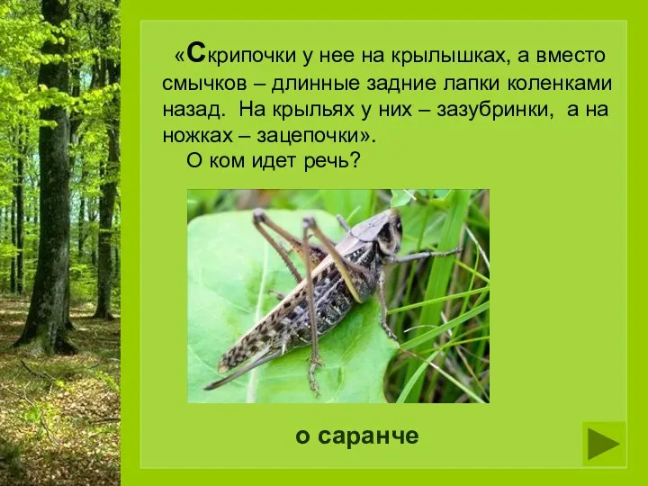 о саранче «Скрипочки у нее на крылышках, а вместо смычков – длинные задние