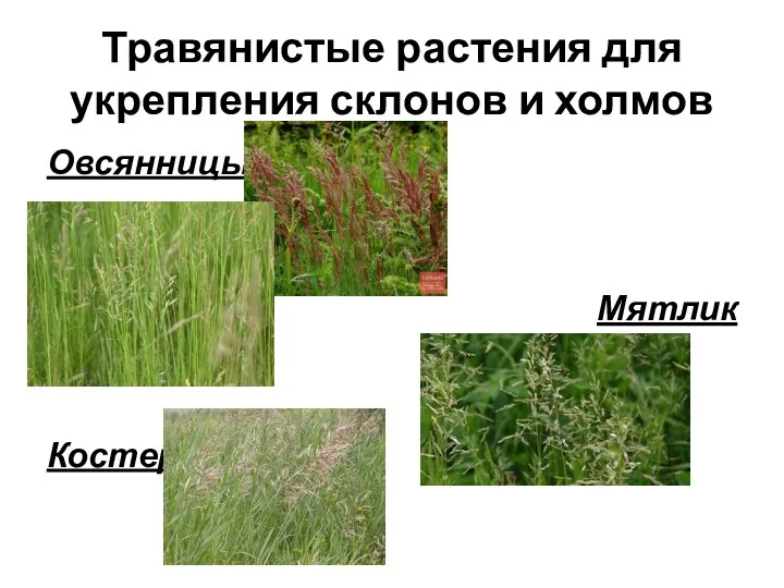 Травянистые растения для укрепления склонов и холмов Овсянницы Мятлик Костер