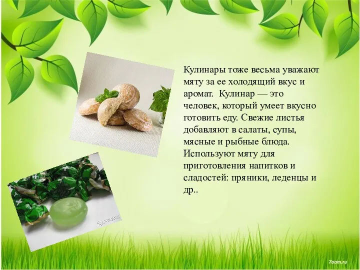 Кулинары тоже весьма уважают мяту за ее холодящий вкус и аромат. Кулинар —