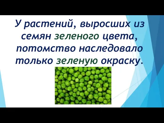 У растений, выросших из семян зеленого цвета, потомство наследовало только зеленую окраску.