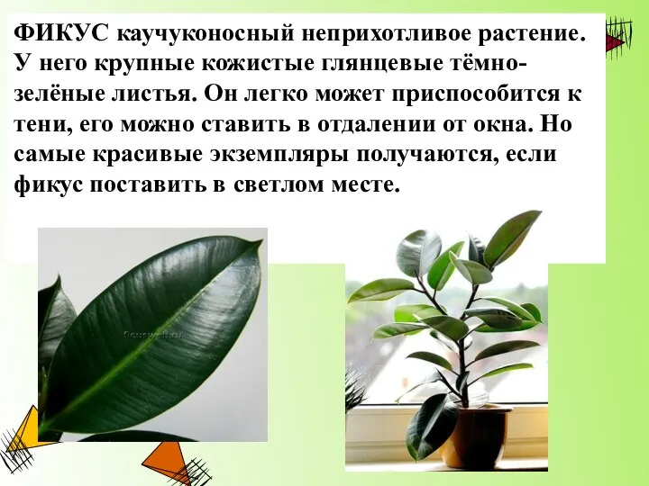 ФИКУС каучуконосный неприхотливое растение. У него крупные кожистые глянцевые тёмно-зелёные листья. Он легко