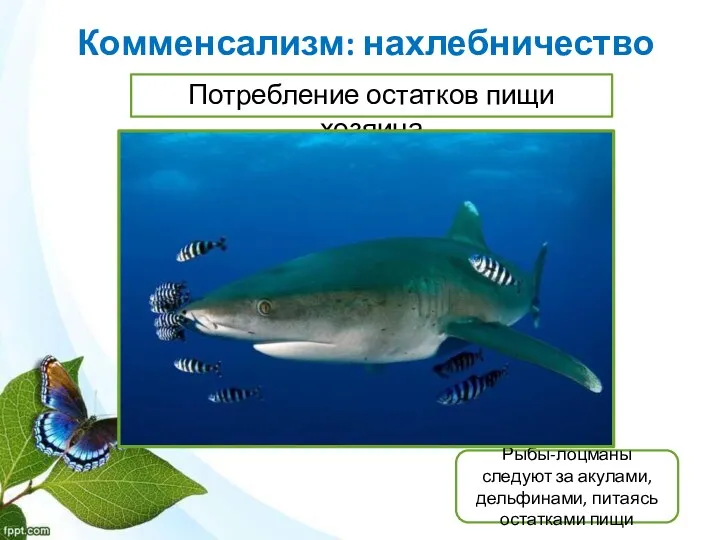 Комменсализм: нахлебничество Потребление остатков пищи хозяина Рыбы-лоцманы следуют за акулами, дельфинами, питаясь остатками пищи