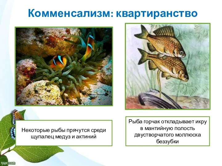 Комменсализм: квартиранство Некоторые рыбы прячутся среди щупалец медуз и актиний