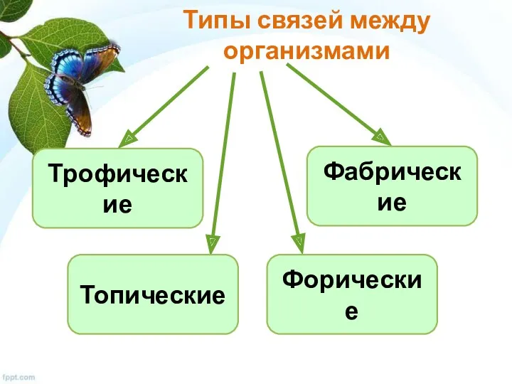 Типы связей между организмами Трофические Фабрические Топические Форические