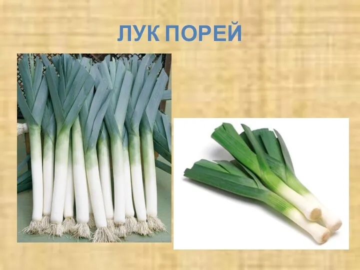 ЛУК ПОРЕЙ