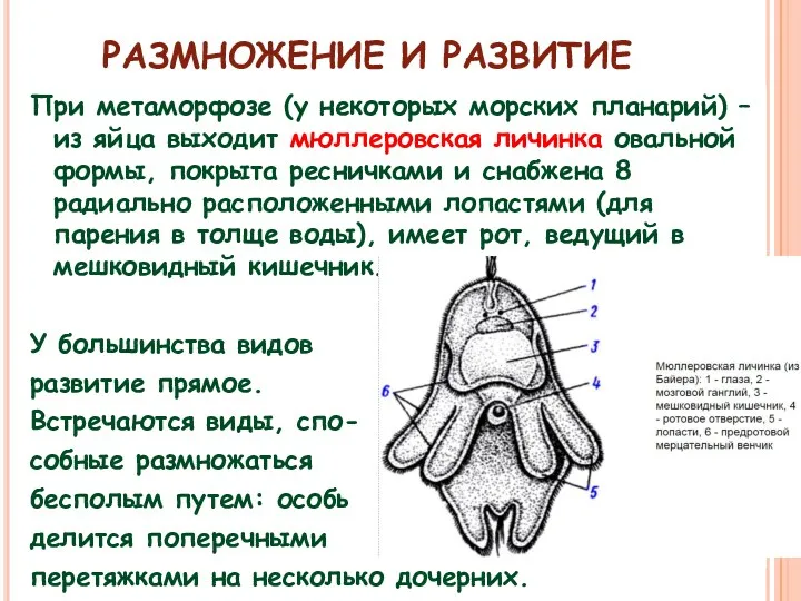 РАЗМНОЖЕНИЕ И РАЗВИТИЕ При метаморфозе (у некоторых морских планарий) –