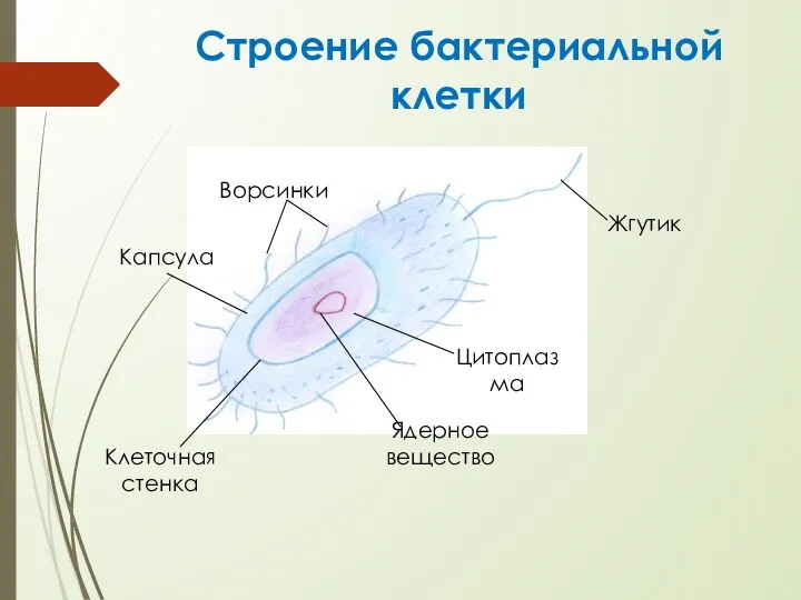 Строение бактериальной клетки Жгутик Ворсинки Капсула Ядерное вещество Клеточная стенка Цитоплазма