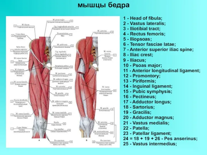 мышцы бедра 1 - Head of fibula; 2 - Vastus lateralis; 3 -