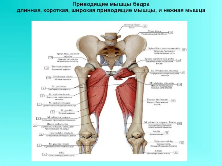 Приводящие мышцы бедра длинная, короткая, широкая приводящие мышцы, и нежная мышца