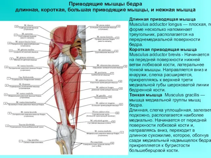 Приводящие мышцы бедра длинная, короткая, большая приводящие мышцы, и нежная мышца Длинная приводящая