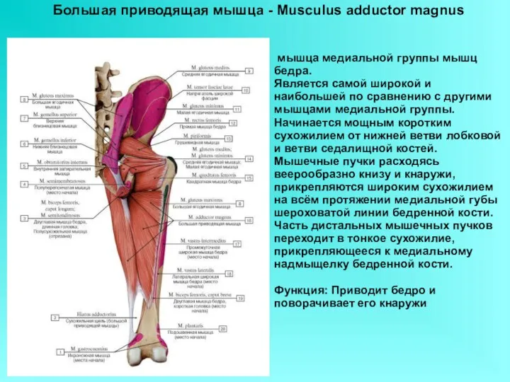 Большая приводящая мышца - Musculus adductor magnus мышца медиальной группы мышц бедра. Является