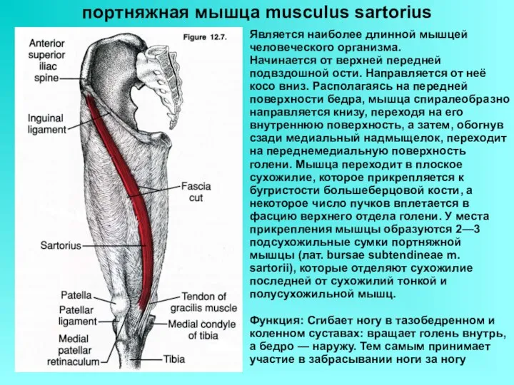 портняжная мышца musculus sartorius Является наиболее длинной мышцей человеческого организма. Начинается от верхней