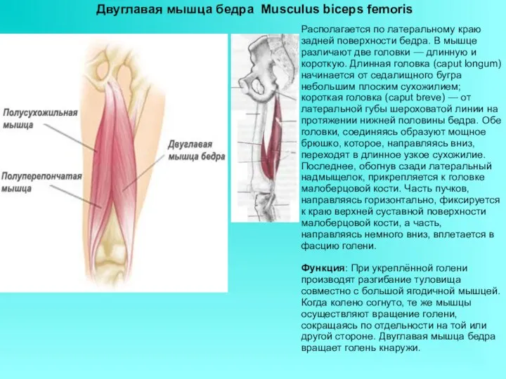 Двуглавая мышца бедра Musculus biceps femoris Располагается по латеральному краю задней поверхности бедра.