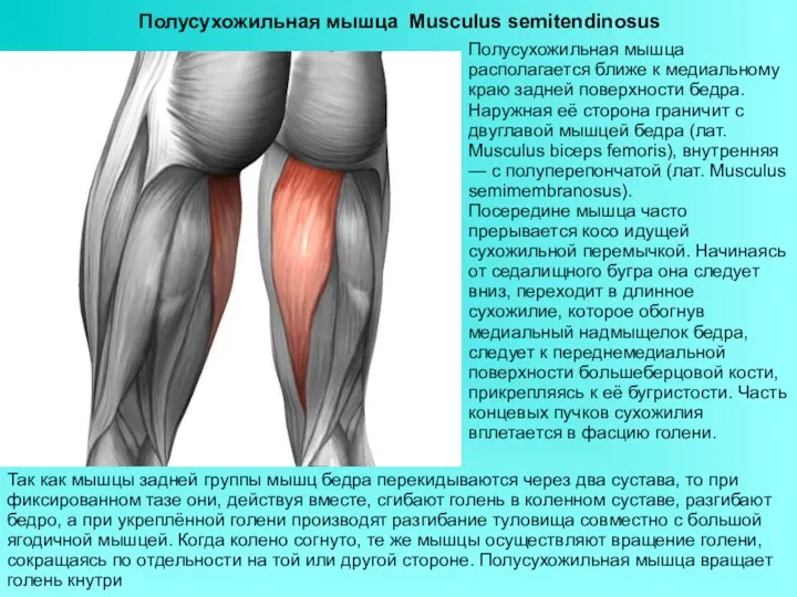 Полусухожильная мышца Musculus semitendinosus Полусухожильная мышца располагается ближе к медиальному краю задней поверхности