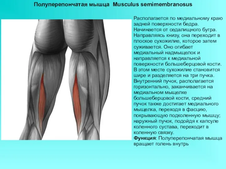 Полуперепончатая мышца Musculus semimembranosus Располагается по медиальному краю задней поверхности бедра. Начинается от