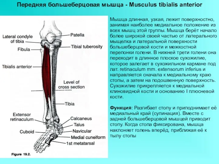 Передняя большеберцовая мышца - Musculus tibialis anterior Мышца длинная, узкая, лежит поверхностно, занимая