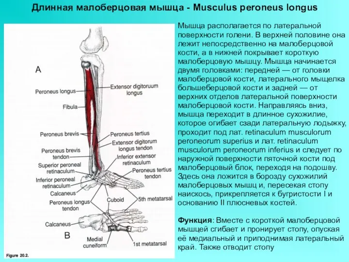 Длинная малоберцовая мышца - Musculus peroneus longus Мышца располагается по латеральной поверхности голени.