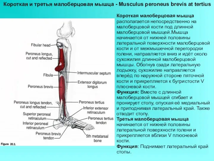 Короткая и третья малоберцовая мышца - Musculus peroneus brevis at tertius Короткая малоберцовая