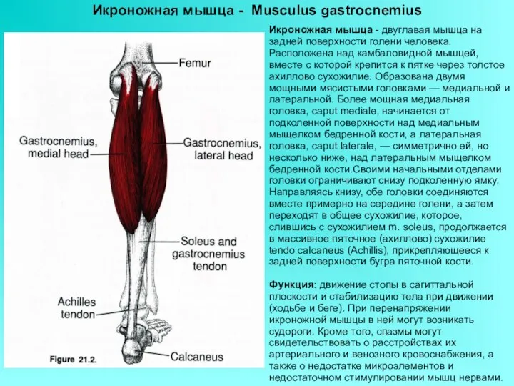 Икроножная мышца - Musculus gastrocnemius Икроножная мышца - двуглавая мышца на задней поверхности