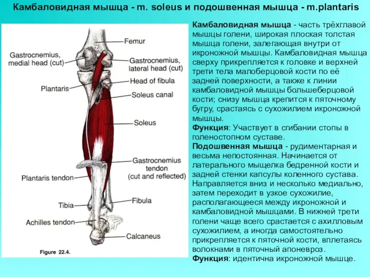 Камбаловидная мышца - m. soleus и подошвенная мышца - m.plantaris Камбаловидная мышца -