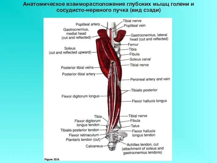 Анатомическое взаиморасположение глубоких мышц голени и сосудисто-нервного пучка (вид сзади)