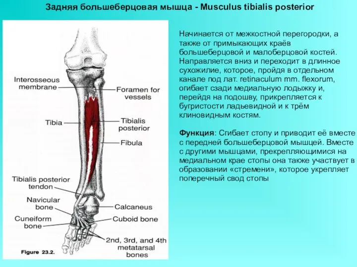 Задняя большеберцовая мышца - Musculus tibialis posterior Начинается от межкостной перегородки, а также