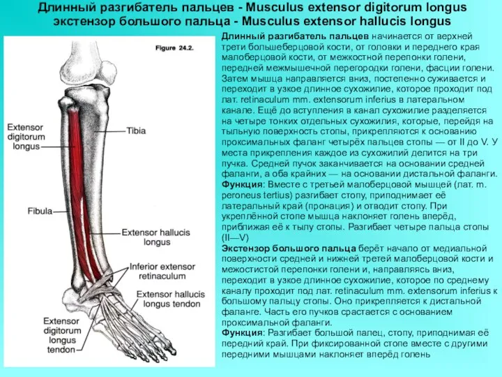 Длинный разгибатель пальцев - Musculus extensor digitorum longus экстензор большого пальца - Musculus