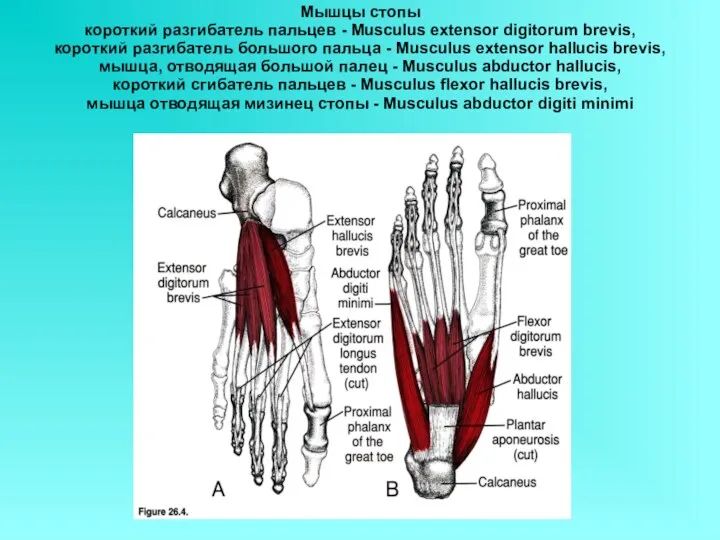 Мышцы стопы короткий разгибатель пальцев - Musculus extensor digitorum brevis, короткий разгибатель большого