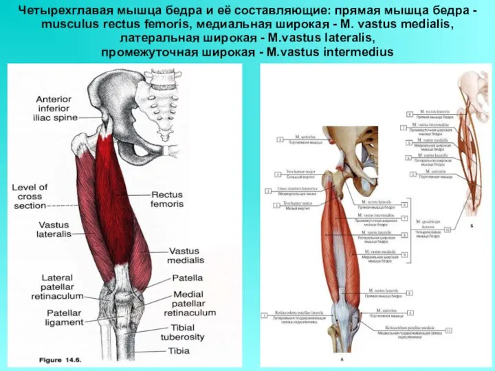 Четырехглавая мышца бедра и её составляющие: прямая мышца бедра - musculus rectus femoris,