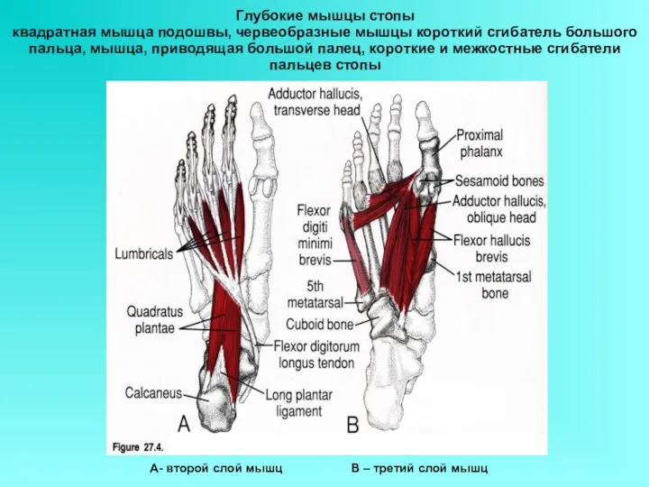 Глубокие мышцы стопы квадратная мышца подошвы, червеобразные мышцы короткий сгибатель большого пальца, мышца,