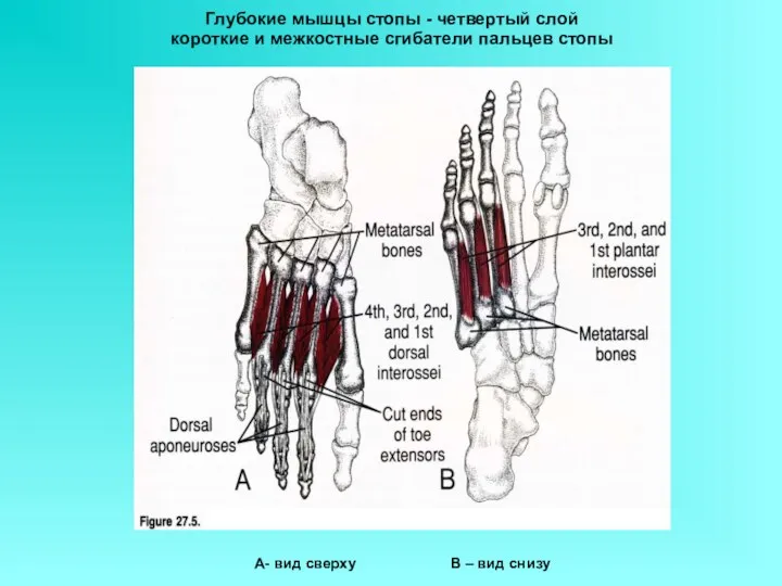 Глубокие мышцы стопы - четвертый слой короткие и межкостные сгибатели пальцев стопы А-