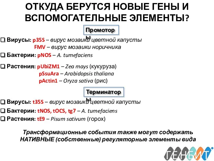 ОТКУДА БЕРУТСЯ НОВЫЕ ГЕНЫ И ВСПОМОГАТЕЛЬНЫЕ ЭЛЕМЕНТЫ? Промоторы Вирусы: p35S