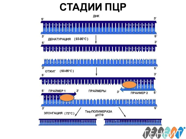 СТАДИИ ПЦР